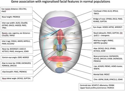facial features genetics normal gene association